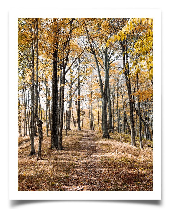 8x10 Fine Art Print with White Borders Color Services