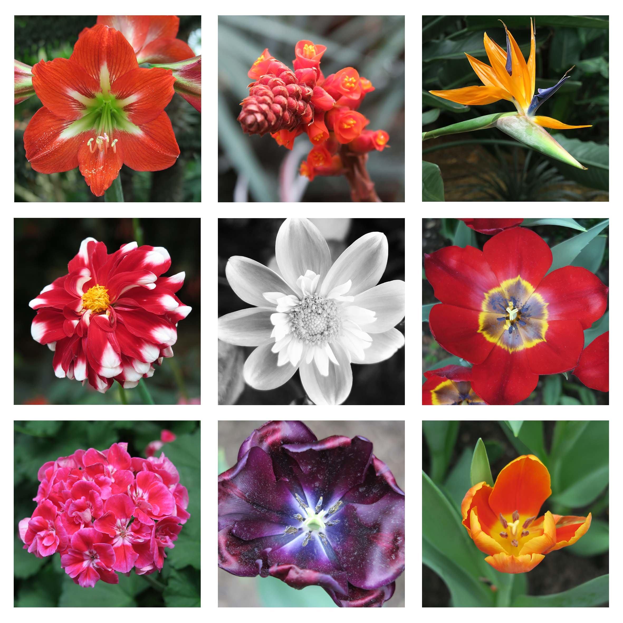 20x20 Collage with 9 photos 