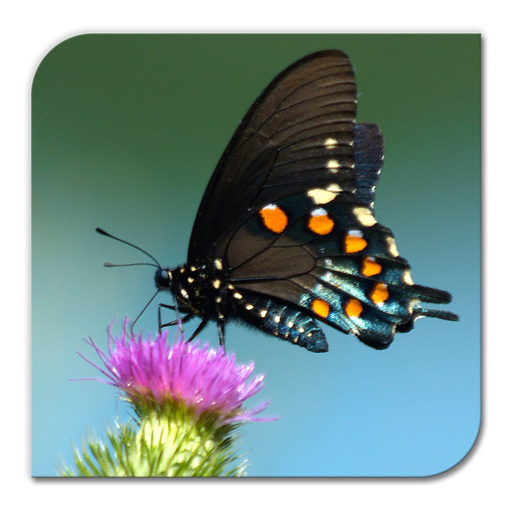 Fiji Small - Creative Edge Metal