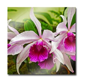 20 x 20 (50x50cm) Square