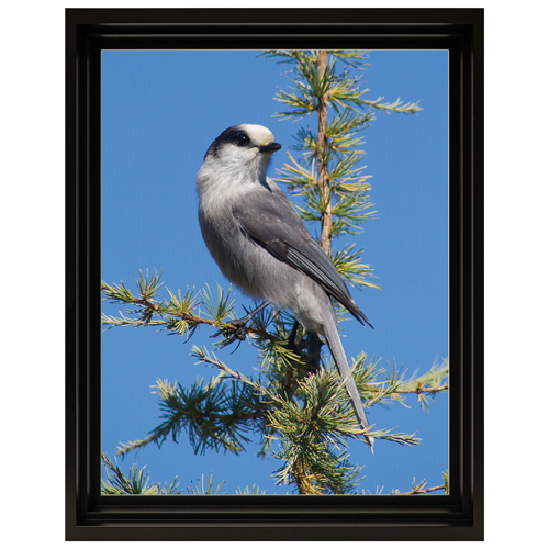 Framed Photo Canvas 11 x 14 Vertical Henry's Photo Centre